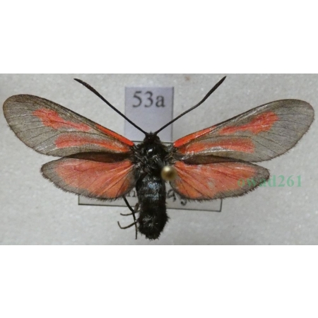 Zygaena osterodensis Reiss, 1921 Czech53a